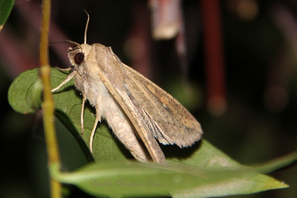 Spotting Image 1