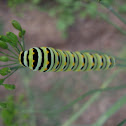 Black Swallowtail
