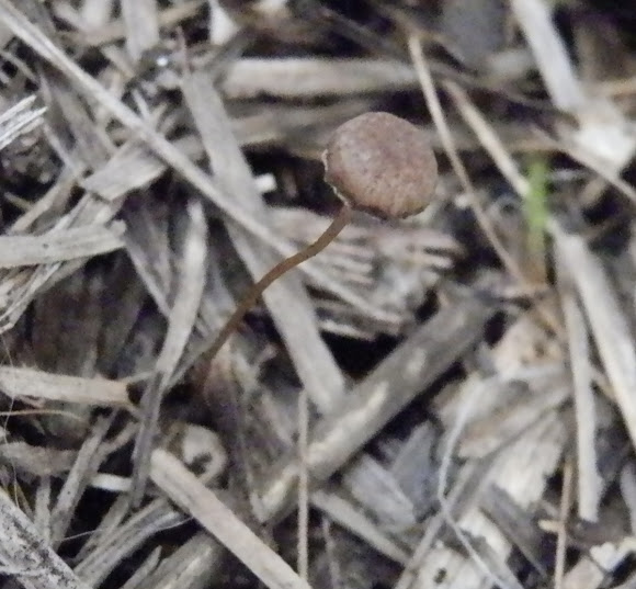 Spotting Image 1
