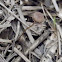 mushroom