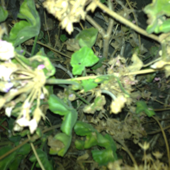 Spotting Image 1