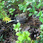 European pied flycathcer