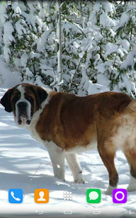 How to download Dog Beethoven Live Wallpaper lastet apk for android