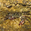 Marbled Rock Crab