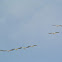 American White Pelican