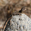 Two-lined Dragon