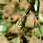 Asian Groundling Female
