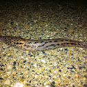 Leopard Slug