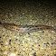 Leopard Slug