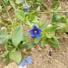 Blue Pimpernel