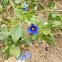 Blue Pimpernel