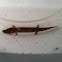 Black-chinned red salamander