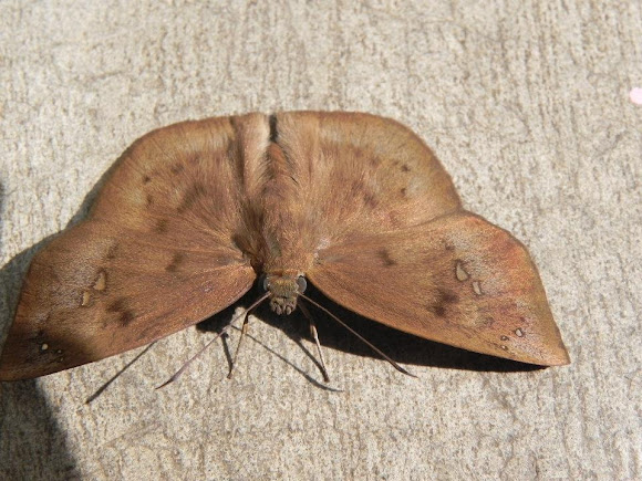 Spotting Image 1