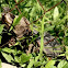 Common Snapping Turtle