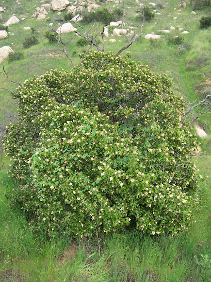 Spotting Image 1