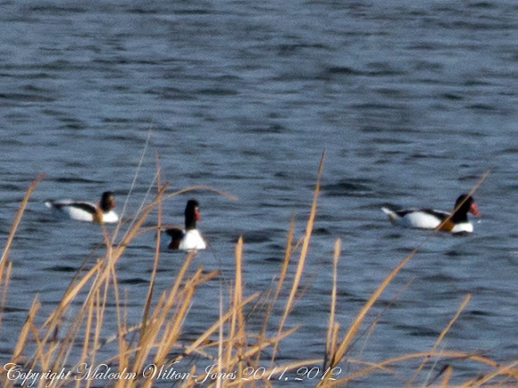Spotting Image 1