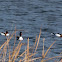Shelduck