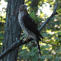 Cooper's Hawk (immature)