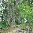 Alligator