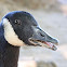 Canadian Goose