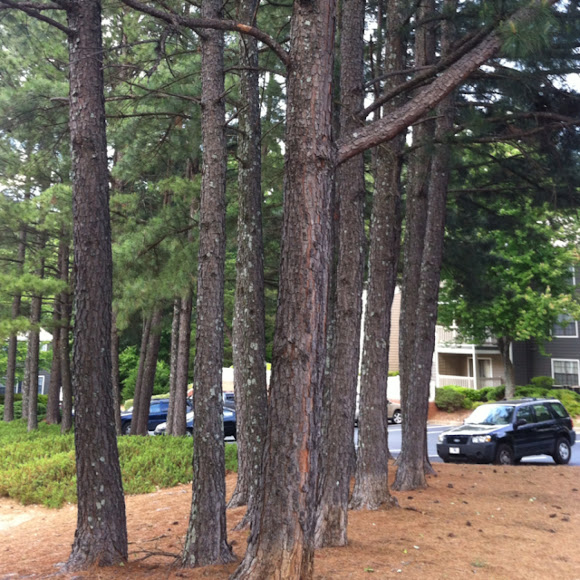Spotting Image 1