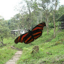 Podotricha