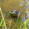 Bullfrog