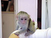 Cute Baby Capuchin Monkey For Adoption