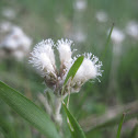 Field Pussytoes