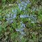 Wild Blue Phlox