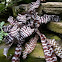 Zebra Snake Plant