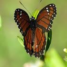 Viceroy butterfly