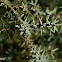 Enebro de la miera, Prickly Juniper
