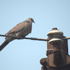 Spotted dove
