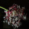 seeds of gerbera