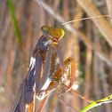 praying mantis