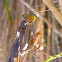 praying mantis