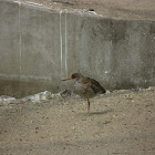 Wader