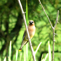 Cedar Waxwing 