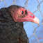 Turkey Vulture
