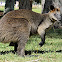 Swamp Wallaby