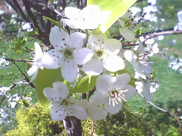 pear tree flower