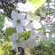 pear tree flower