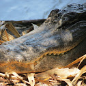 American Alligator