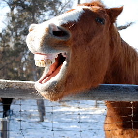 by Julie Zaranek - Pets Horses