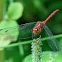 Ruby Meadowhawk