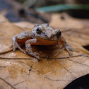 Spring peeper (female)