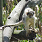 Bolivian squirrel monkey
