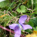 purple flower