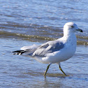 Ring Billed Gull 